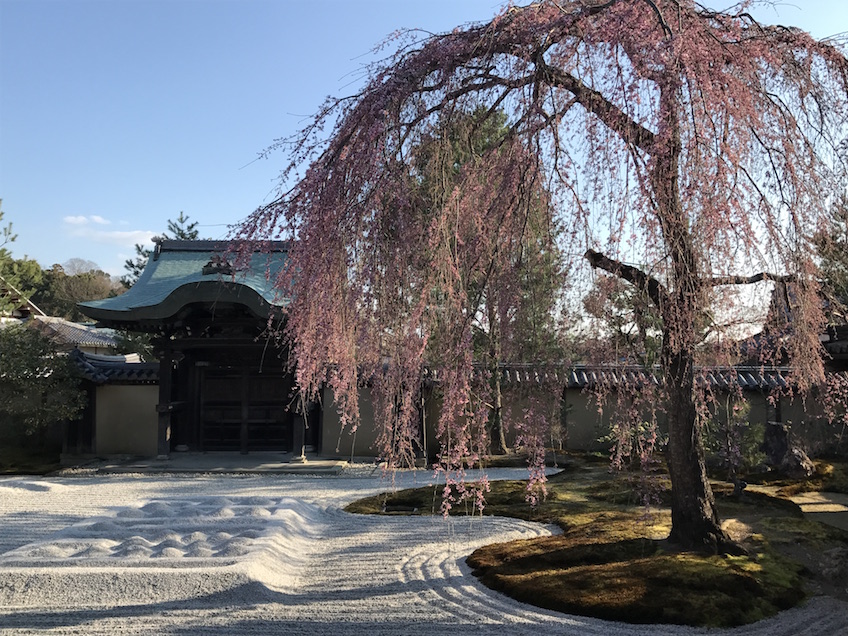 Shidare Sakura Kyoto