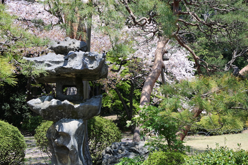 Sakura Shinjuku gyoen Tokyo