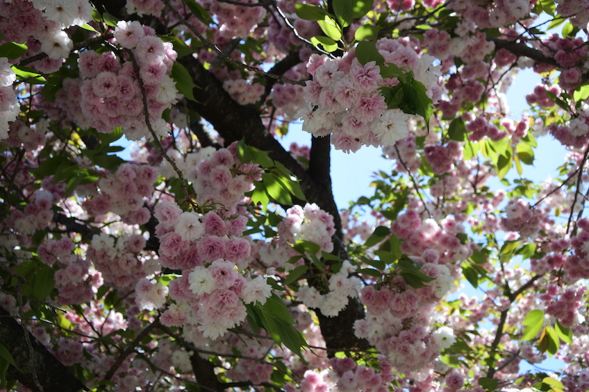 Yae Sakura - Nikko