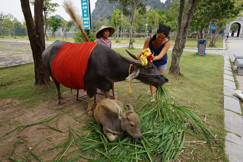 Hoa Lu Ninh Binh