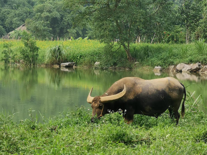 Thung Nham Parc oiseaux Ninh Binh