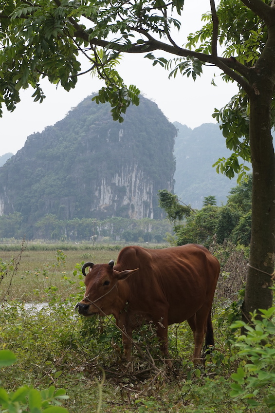 Ninh Binh Trang An