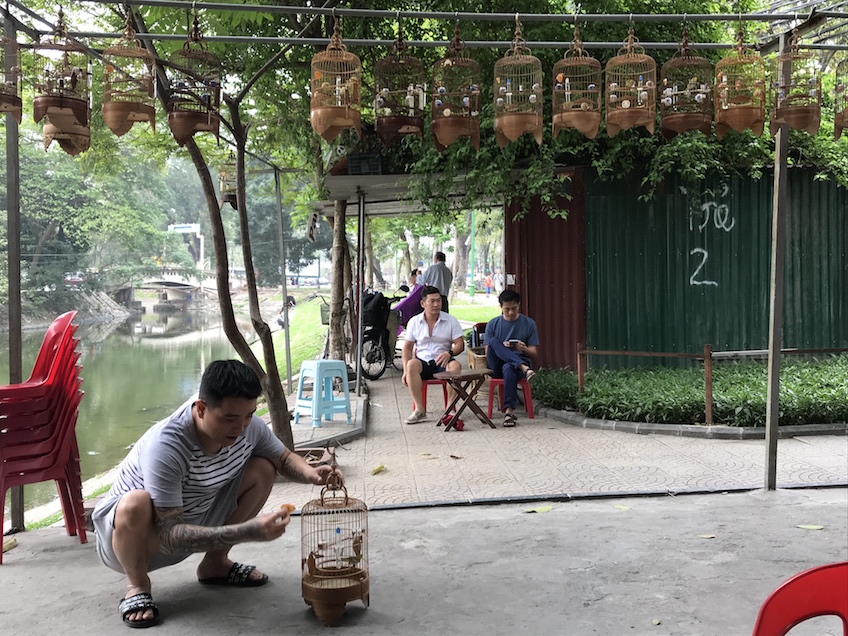 Café d'oiseaux chanteurs Hanoi