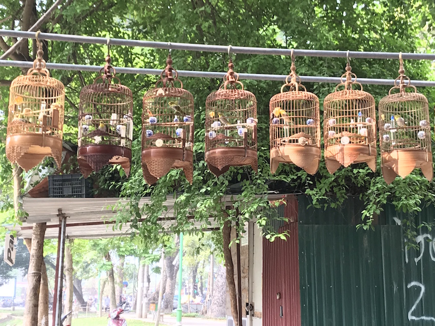 Café d'oiseaux chanteurs Hanoi