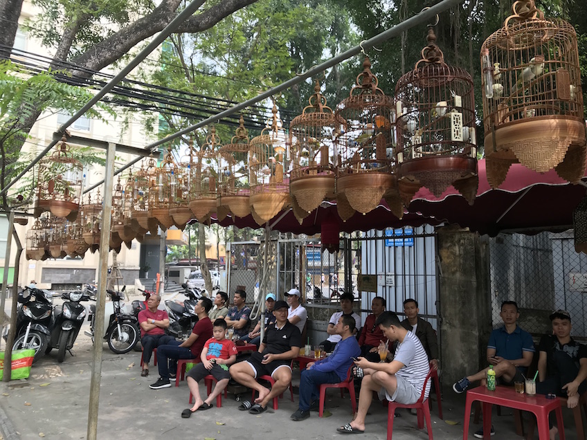 Café d'oiseaux chanteurs Hanoi