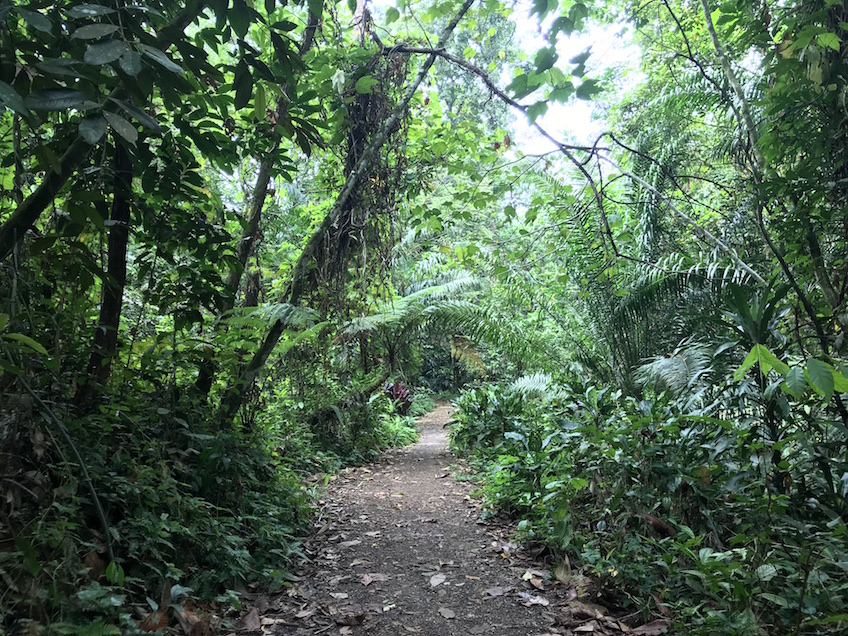 Singapour MacRitchie Trails