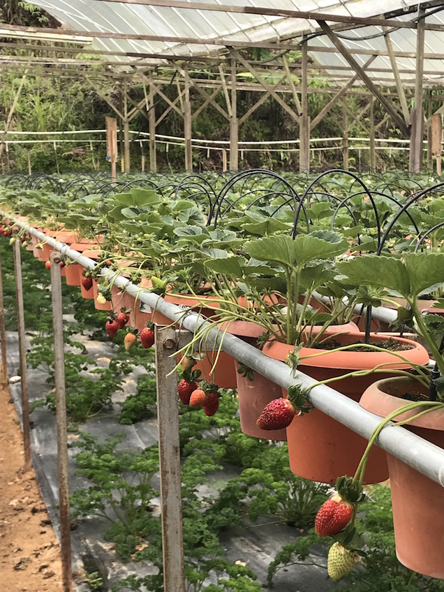 Ferme fraises Cameron Highlands