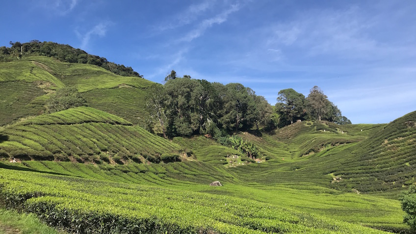 Boh Tea Plantation de thé Cameron Highlands