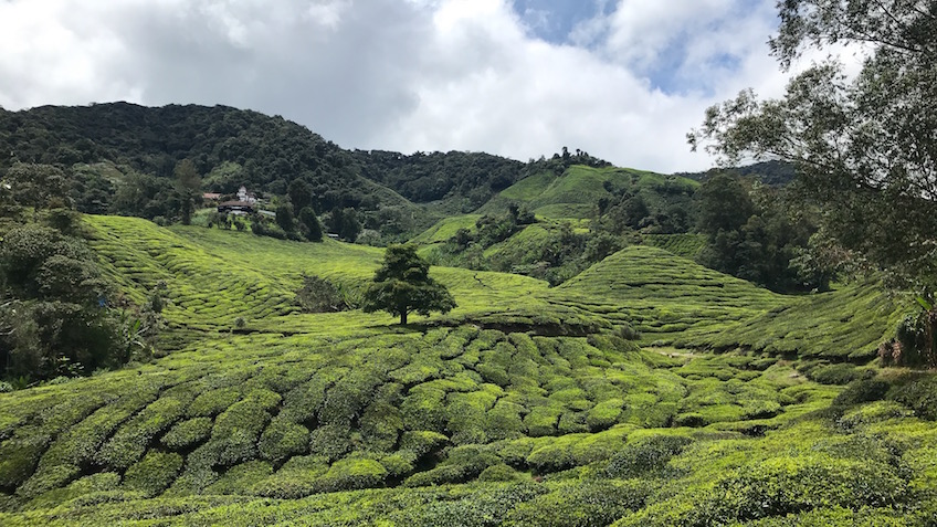 Boh Tea Plantation de thé Cameron Highlands