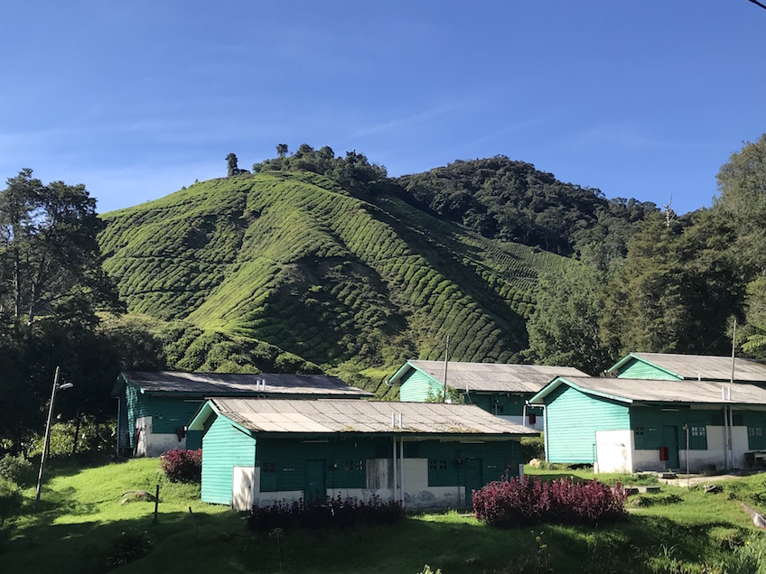 Boh Tea Plantation de thé Cameron Highlands