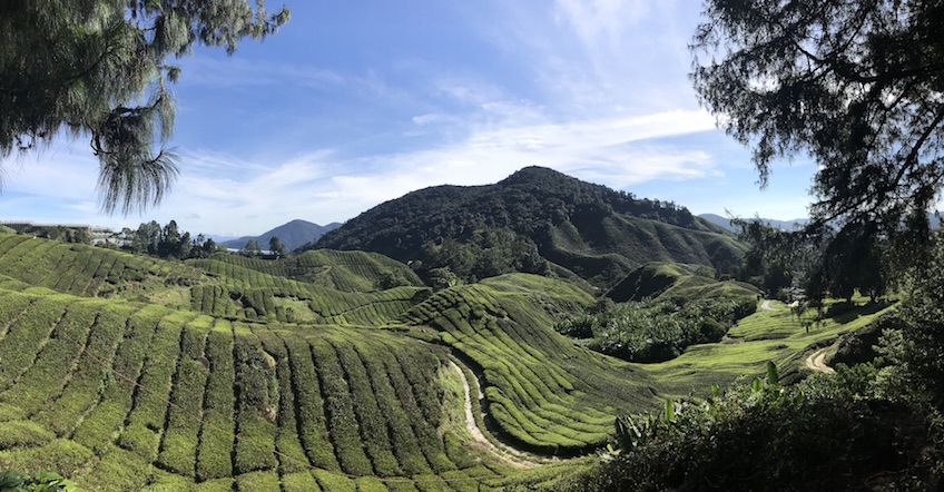 Boh Tea Plantation de thé Cameron Highlands