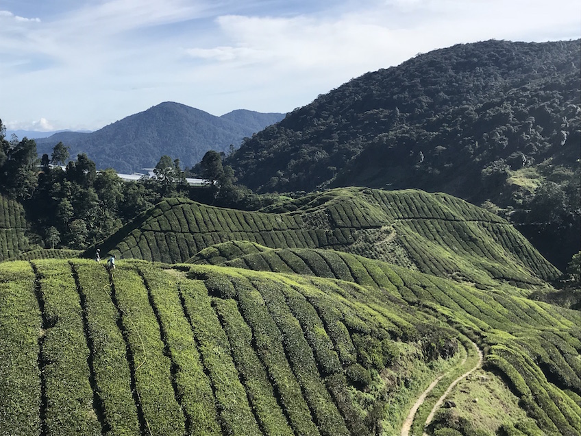 Boh Tea Plantation de thé Cameron Highlands