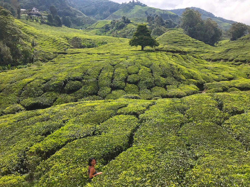 Boh Tea Plantation de thé Cameron Highlands