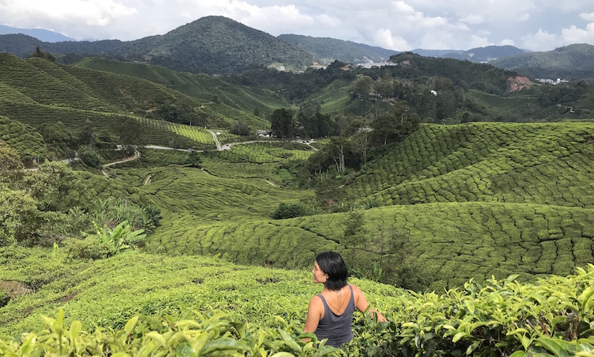 Boh Tea Plantation de thé Cameron Highlands