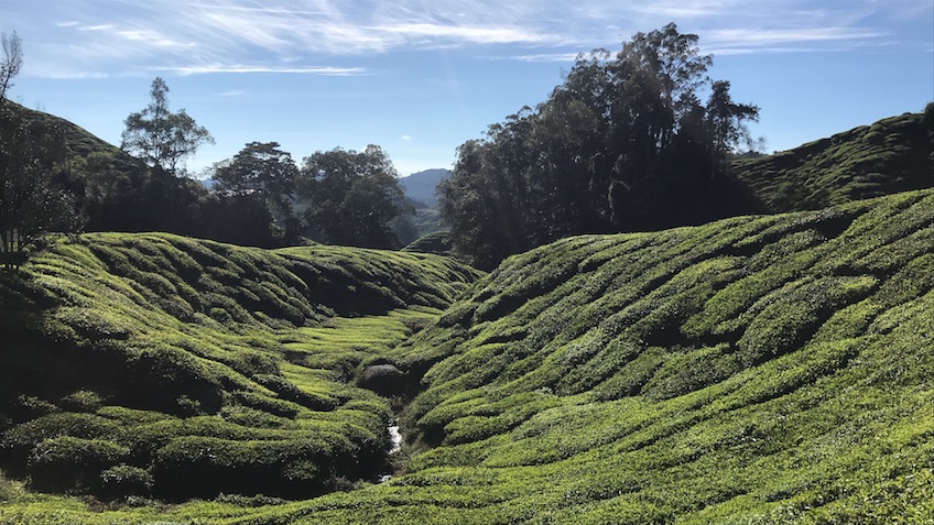 Boh Tea Plantation de thé Cameron Highlands