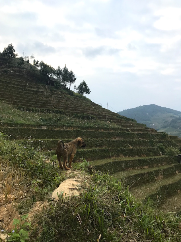 Hello Mu Cang Chai Homestay