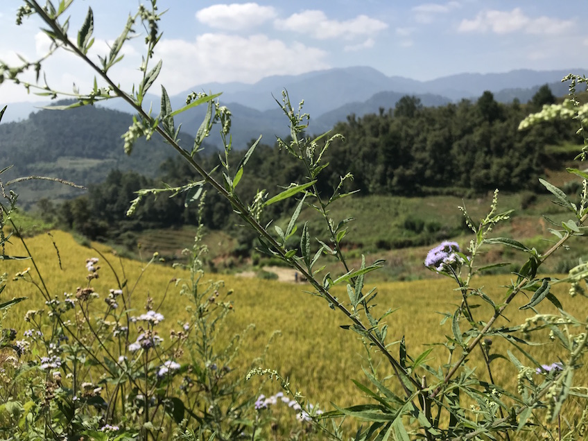 La Pan Tan Mu Cang Chai