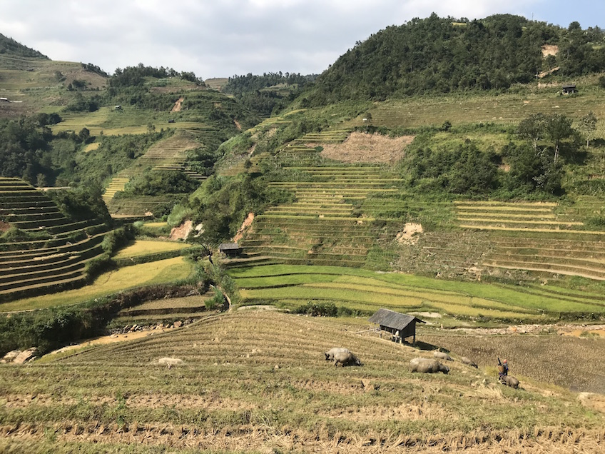 La Pan Tan Mu Cang Chai Vietnam