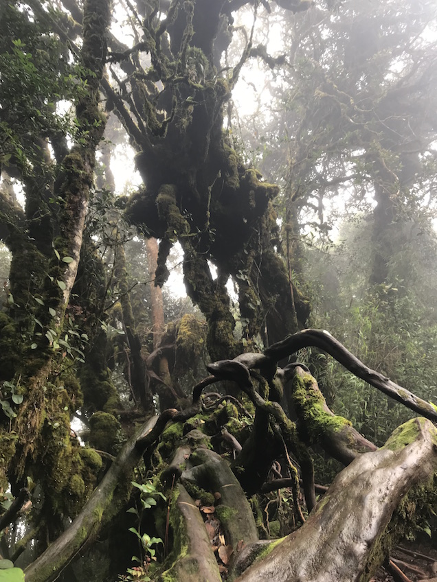 Mossy Forest Cameron Highlands