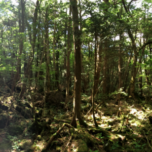 Forêt maudite Aokigahara