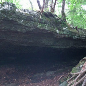 Forêt maudite Aokigahara