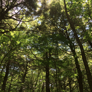 Forêt maudite Aokigahara