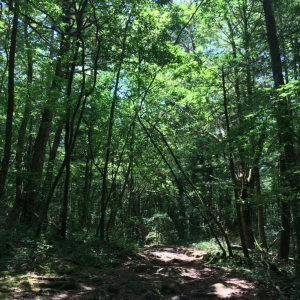 Forêt maudite Aokigahara