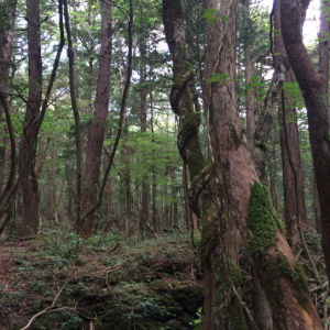 Forêt maudite Aokigahara