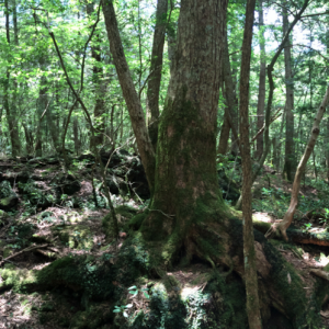 Forêt maudite Aokigahara