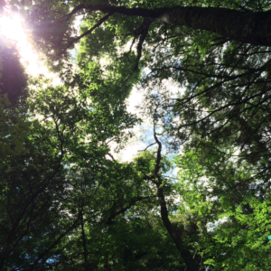 Forêt maudite Aokigahara