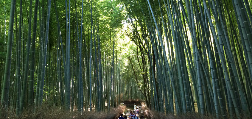 JAPON / Kyoto jour 2 – à l’ombre des jardins et des néons