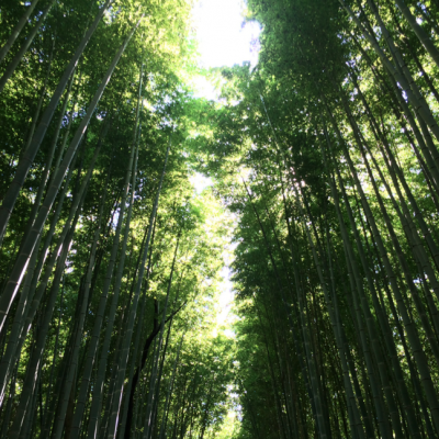 Bambouseraie-Arashiyama-Kyoto