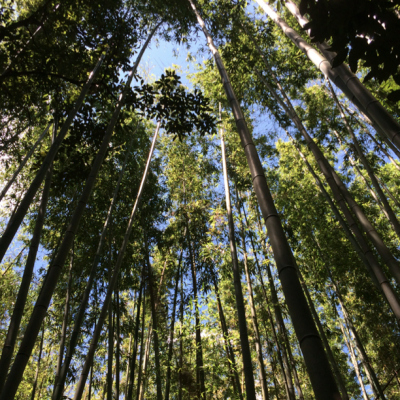 Bambouseraie-Arashiyama-Kyoto