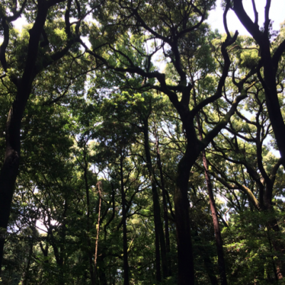 Parc Meiji Jingu Tokyo