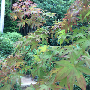 Tenryu-ji-Kyoto-jardin-erable-japonais