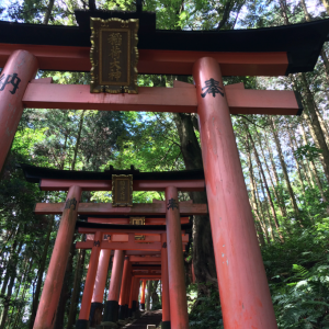 Torii Sanctuaire Fushimi Inari Taisha Kyoto