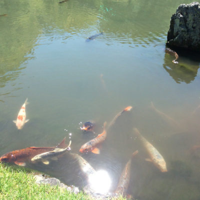 Tenryu-ji-Kyoto-koi-fish