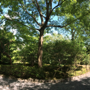 Tenryu-ji-Kyoto-jardins