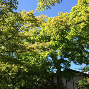 Tenryu-ji-Kyoto-jardin