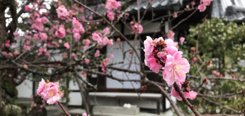 JAPON / Les petits secrets de Kyoto