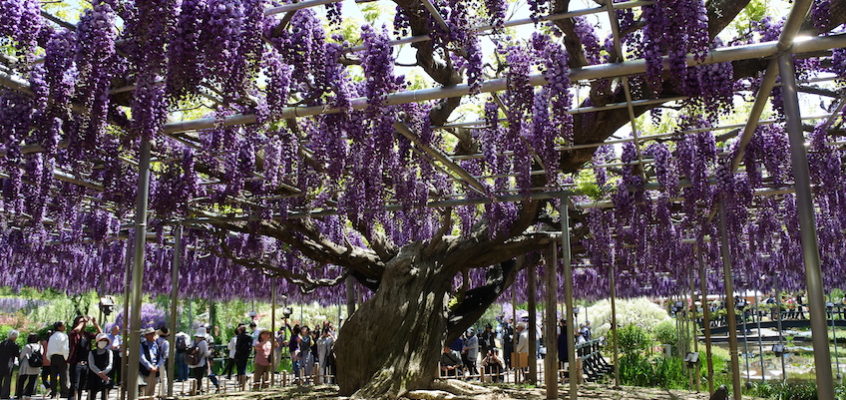 NIKKO / Le parc Ashikaga, paradis des glycines
