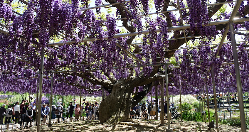 Parc Ashikaga Nikko