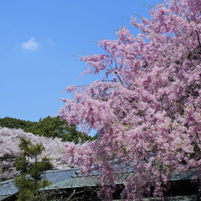 Sakura Shinjuku gyoen Tokyo