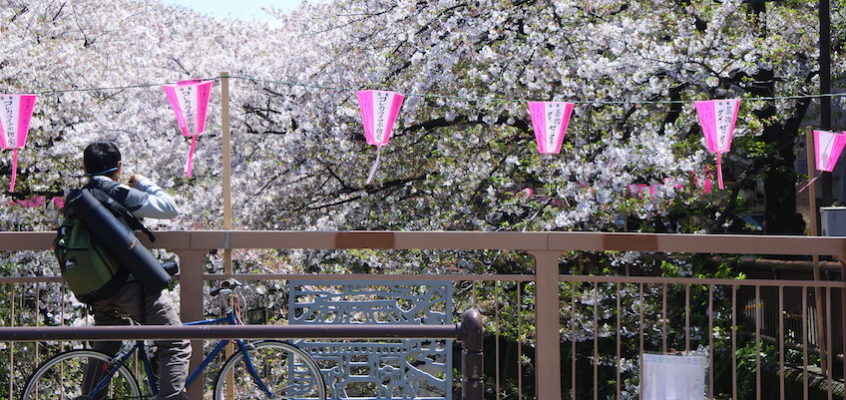 GUIDE SAKURA / Voyager au Japon à la saison des cerisiers