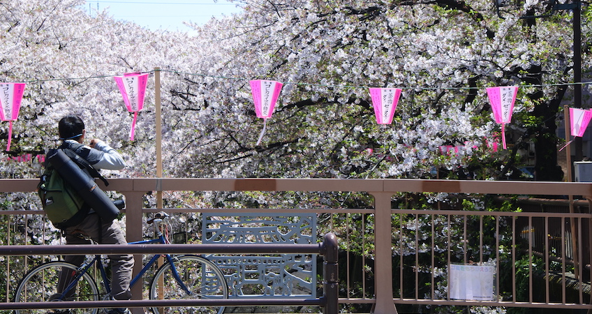 Voyager au Japon à la Saison des cerisiers