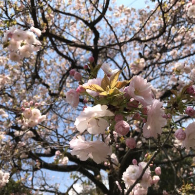 Sakura Shinjuku gyoen Tokyo