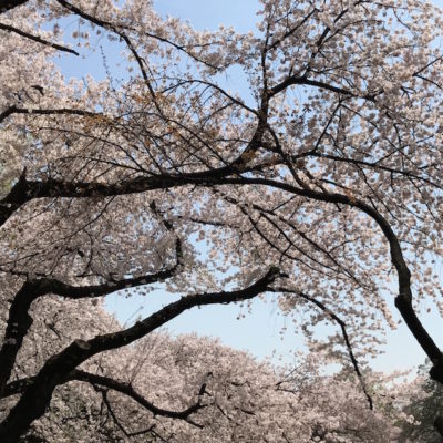 Sakura Shinjuku gyoen Tokyo