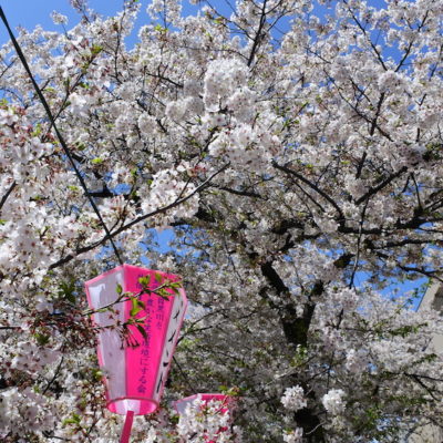 Cerisiers Meguro-gawa Tokyo