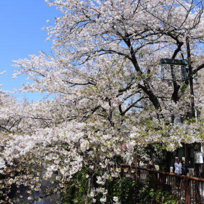 Cerisiers Meguro-gawa Tokyo