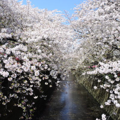 Cerisiers Meguro-gawa Tokyo